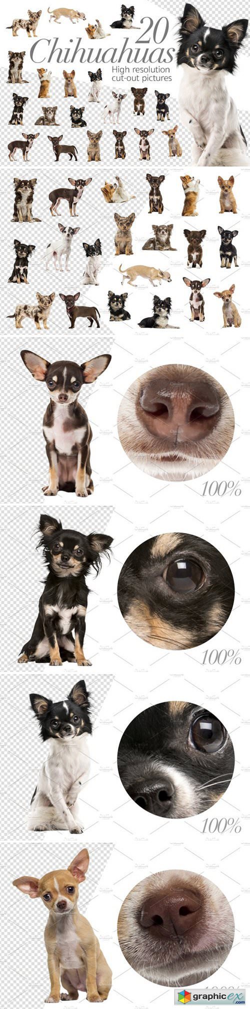 20 Chihuahuas - Cut-out Pictures