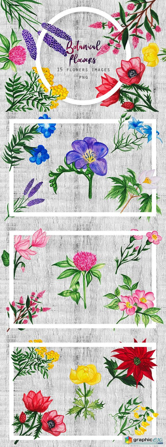 Watercolor Botanical Flowers