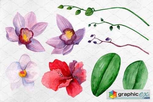 Watercolor Orchid Flowers Clip Art