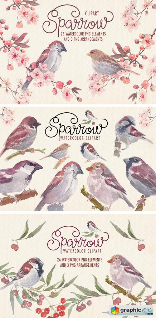 Sparrow Bird Watercolor Clipart