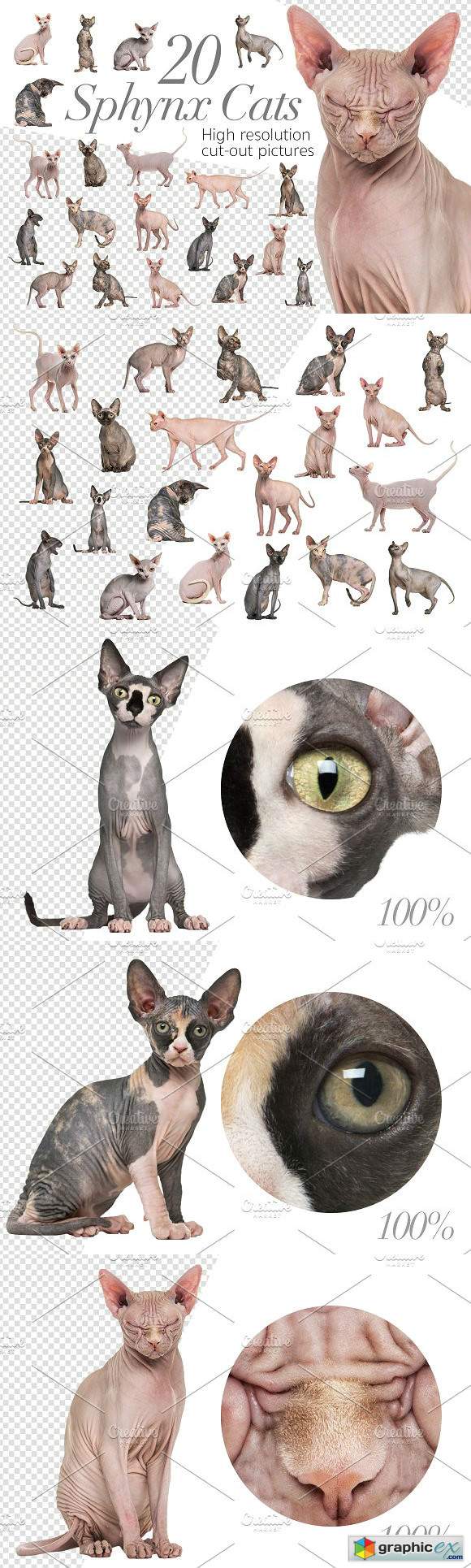 20 Sphynx Cats - Cut-out Pictures