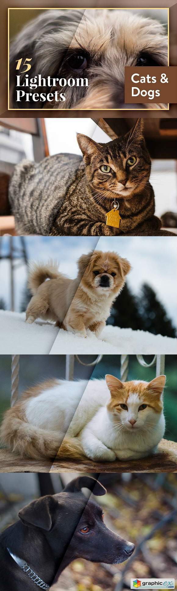 Pets Cats & Dogs Lightroom Presets
