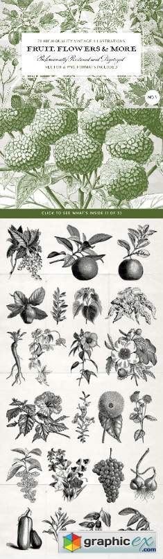 70 Flower & Fruit Illustrations No3