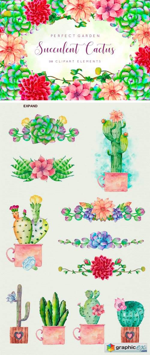 Floral Cactus Succulent Collection