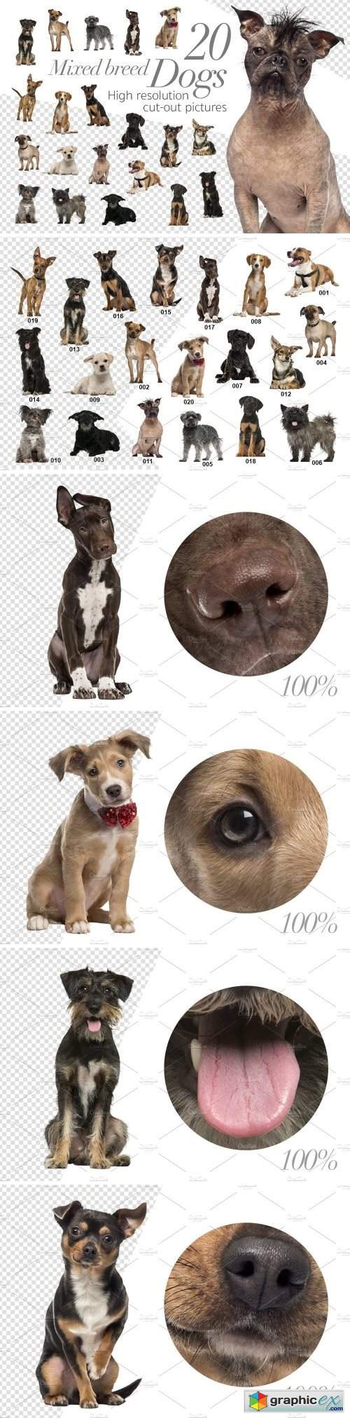 20 Mixed breed Dogs - Cut-out Pics