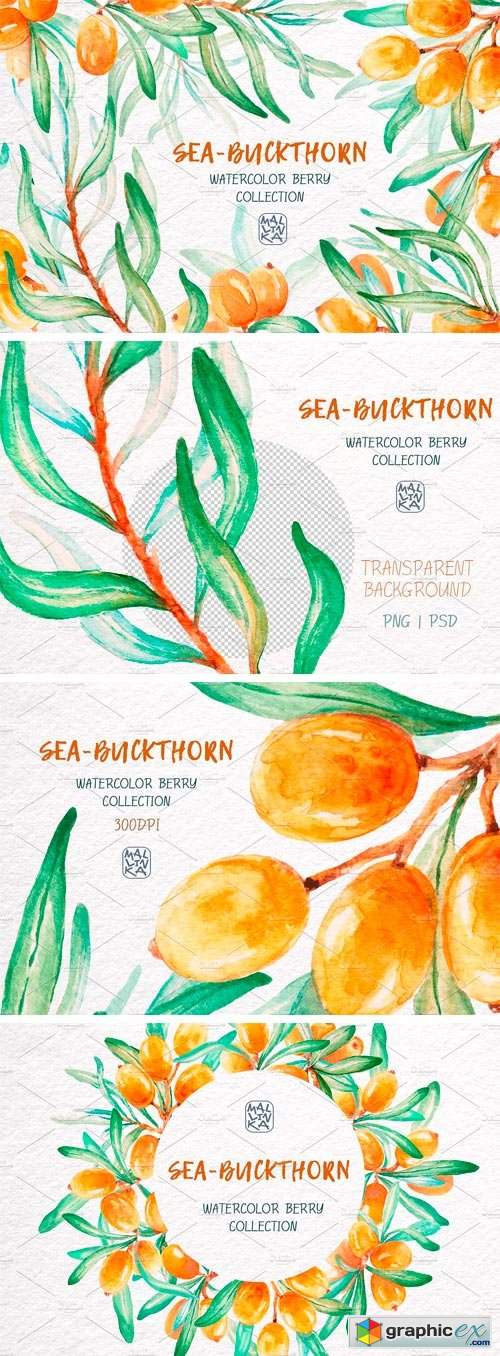 Sea-Buckthorn, Watercolor Collection
