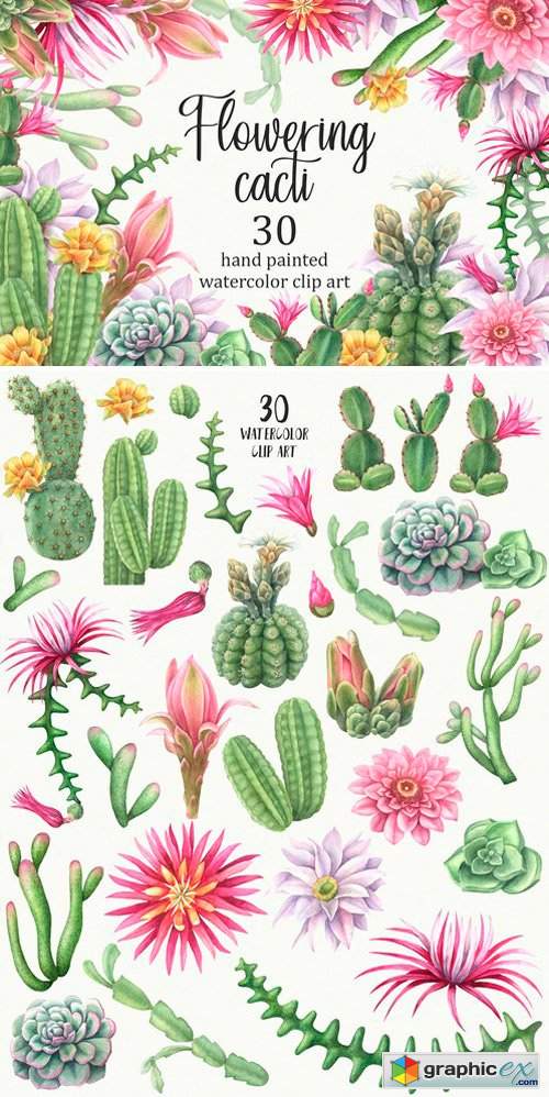 Watercolor flowering cacti