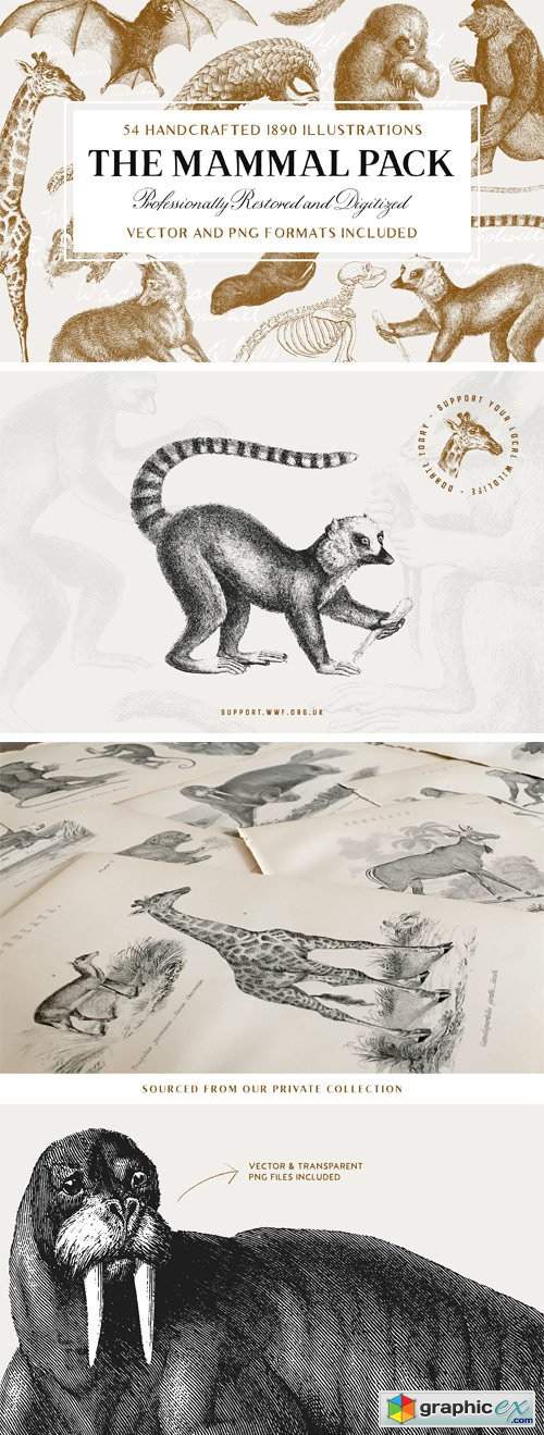 54 Handcrafted Mammal Illustrations