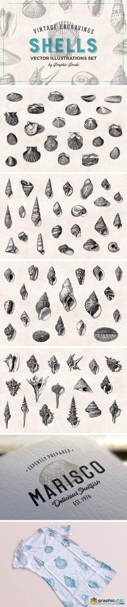 Shells - Vintage Engravings Set