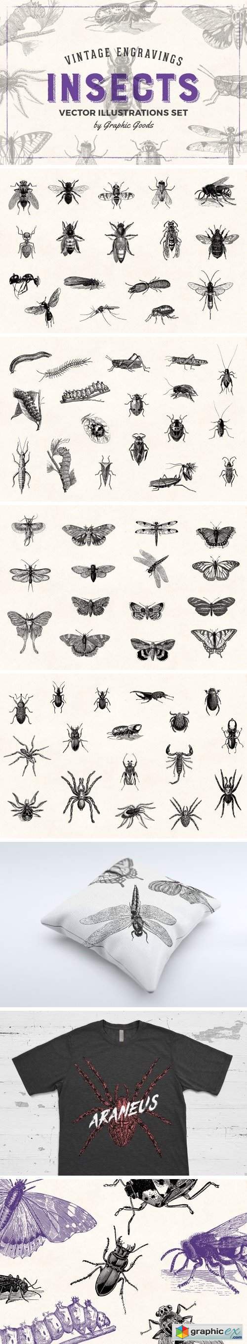 Insects - Vintage Illustrations