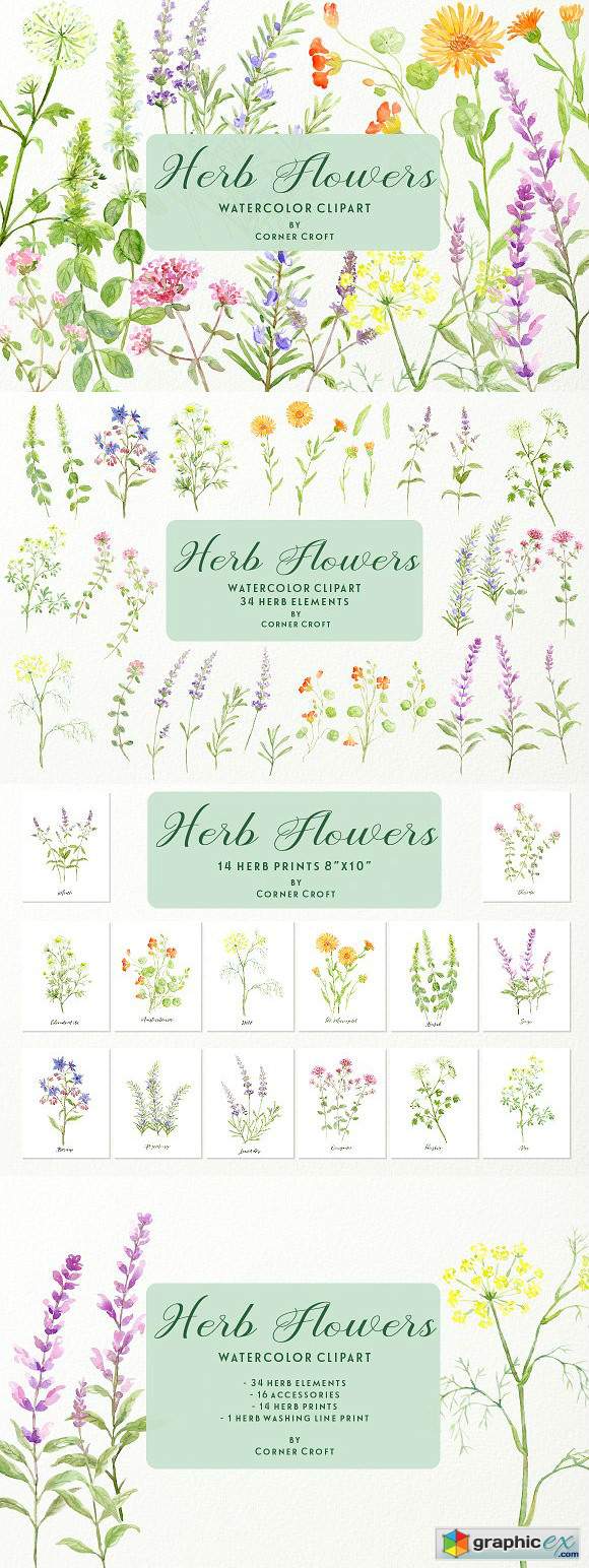 Watercolor Herb Flower Clipart