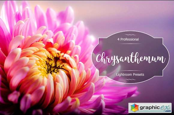 Chrysanthemum Lr Presets