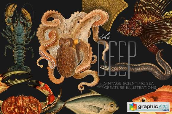 The Deep Sea Creature Illustrations