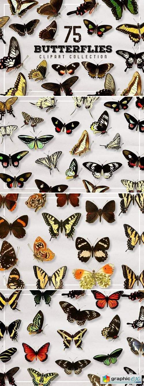 Butterfly Illustration Bundle