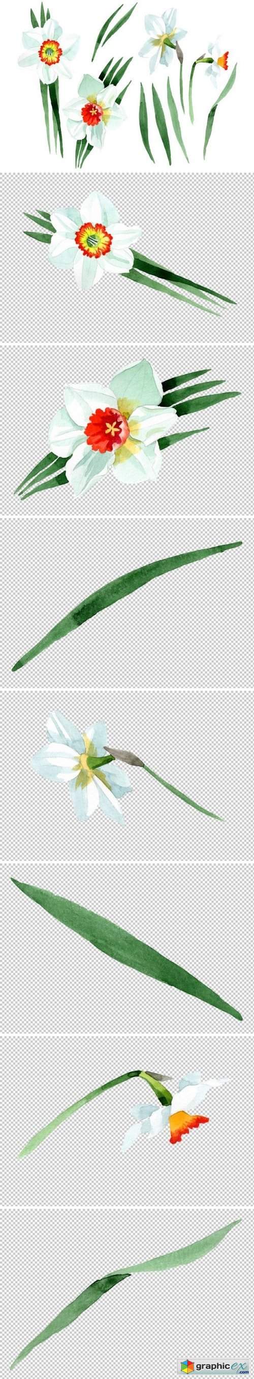 White narcissus Watercolor png