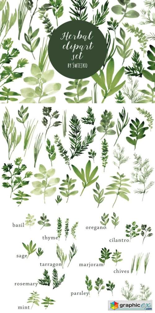 Watercolor Herbs, Basil, Oregano, Mint