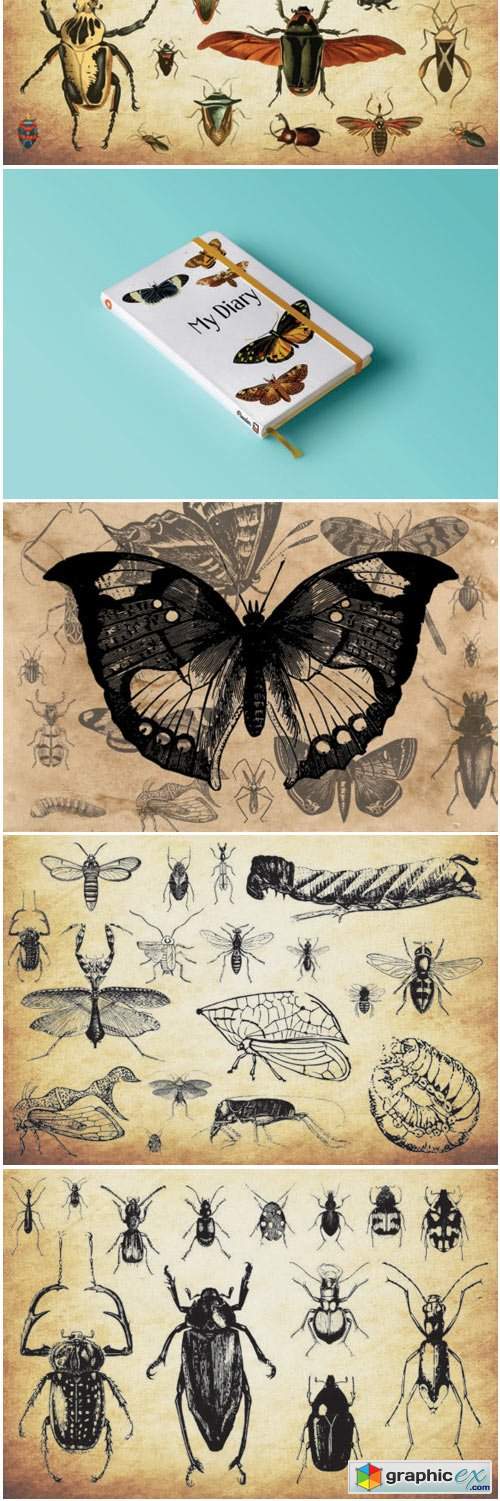 Insect Vector Graphics Bundle