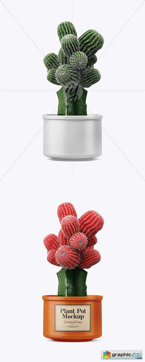 Cactus in Ceramic Pot Mockup