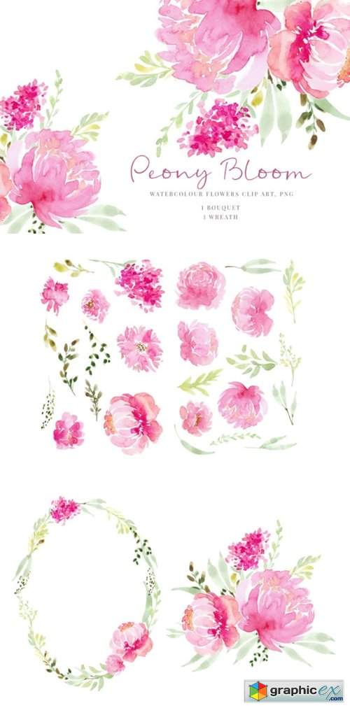 Pink Flowers Peony