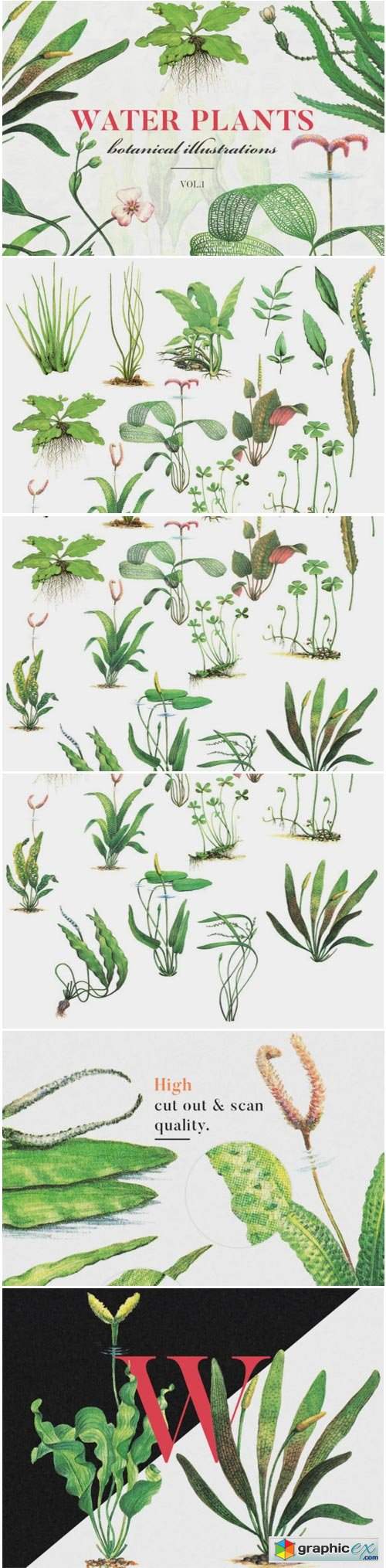 Water Plants Vol.1