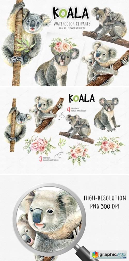 Koala Bear Animals Watercolor Cliparts