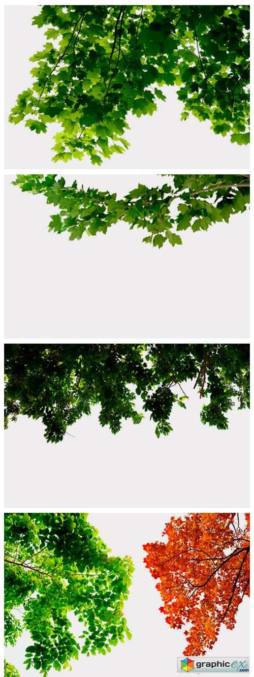  175 Green Tree Branches Overlays 