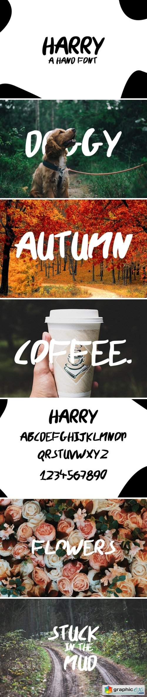  Harry Font 