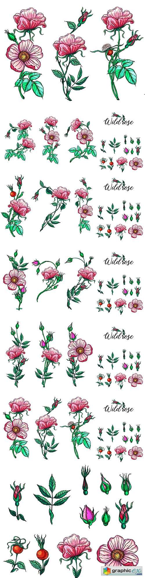  Pink roses and buds set floral compositions design 
