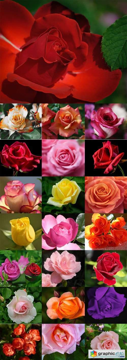 Beautiful roses of different colors Raster Graphics set 2