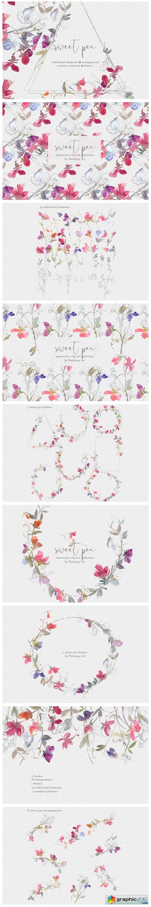  Watercolor Sweet Pea Clipart Collection  