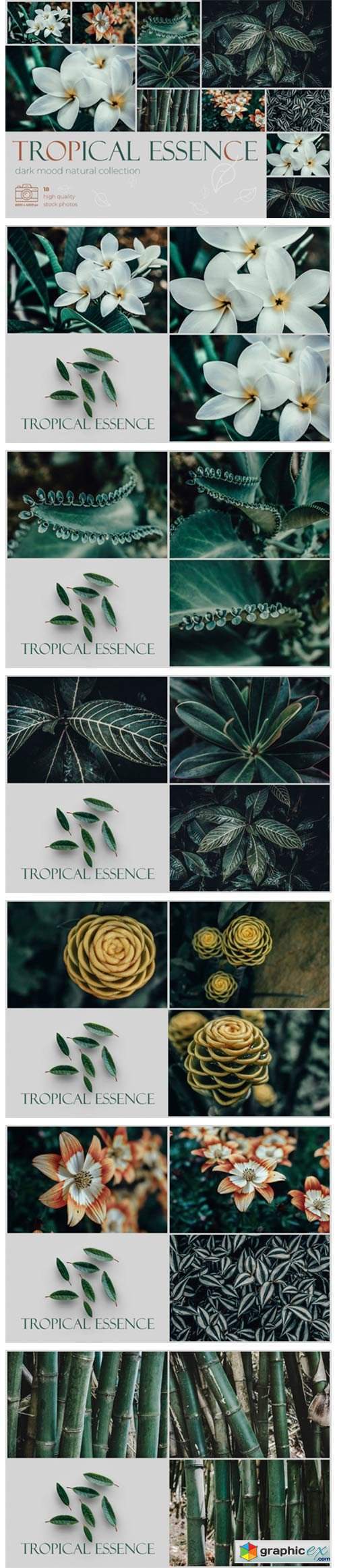 Tropical Essence. Photo Bundle