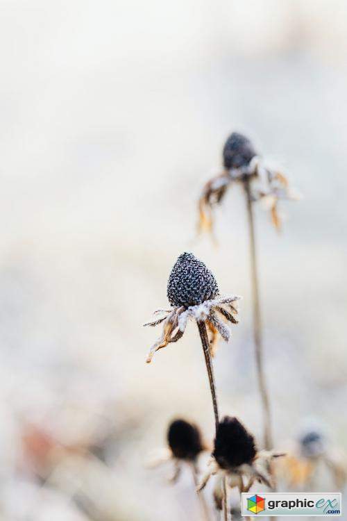 Frosty wildflowers in winter textured background