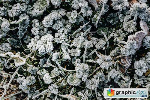 Frosty grass in winter textured background