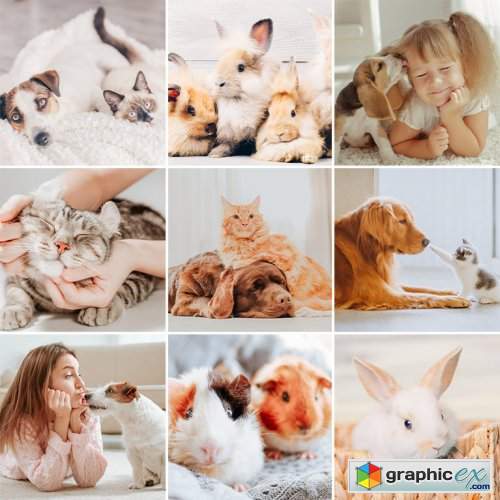 Pets Lightroom Presets for Classic & Mobile