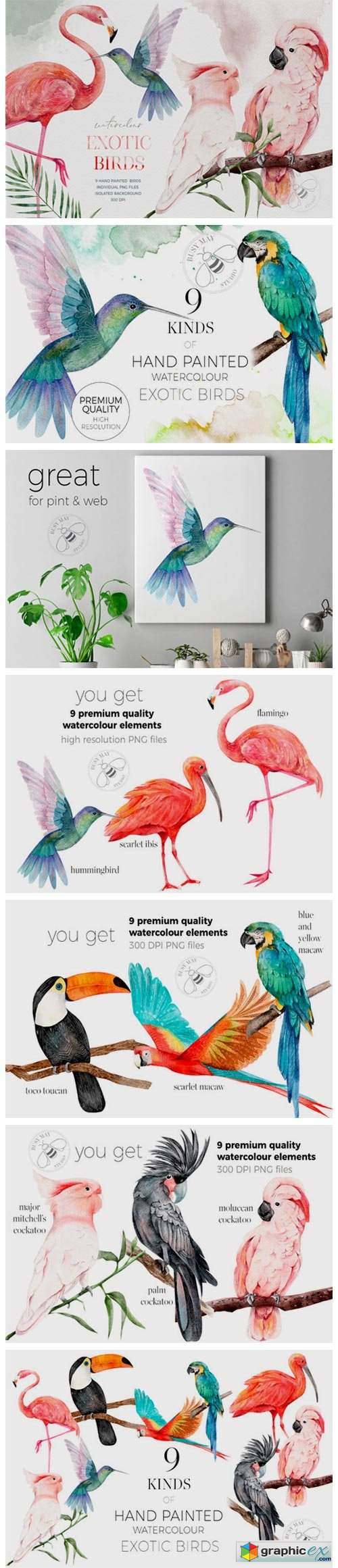  Watercolor Exotic Birds Tropical PNG 