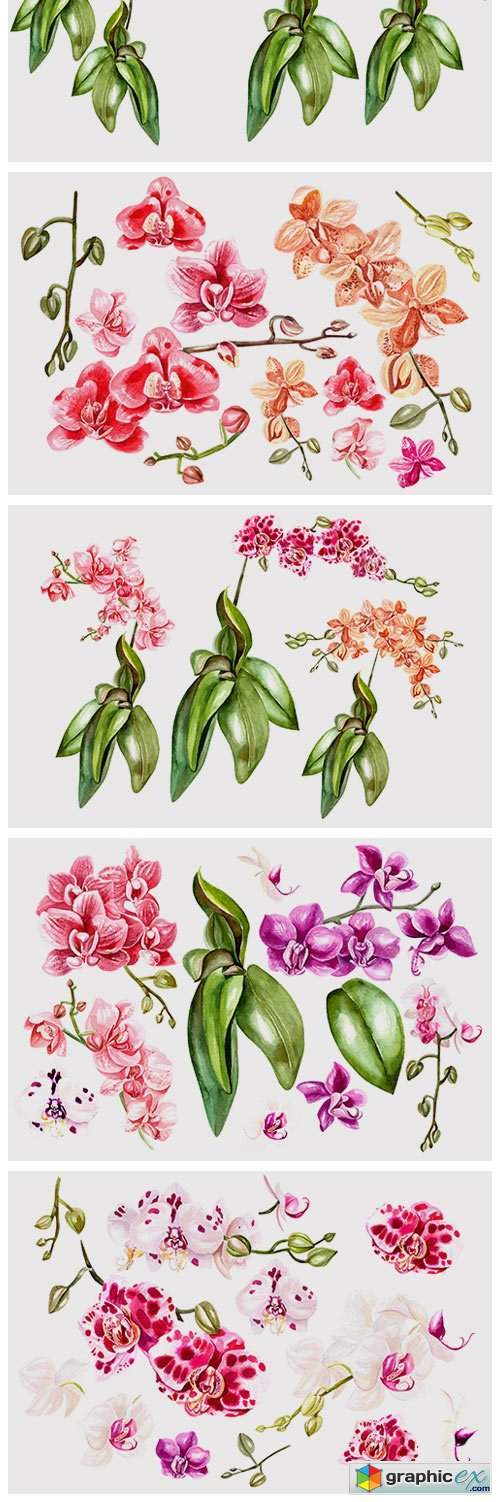Hand Drawn Watercolor Orchids
