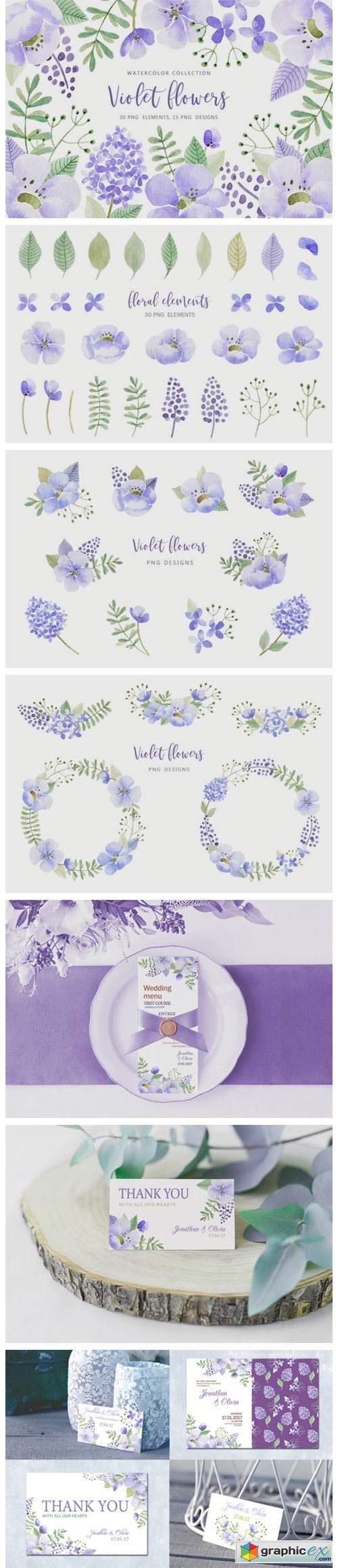  Violet Flowers 11623120